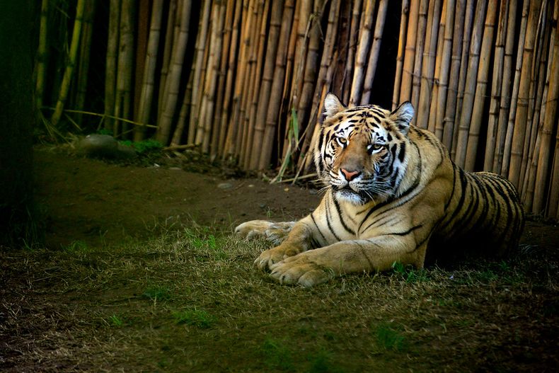 tigre.jpg