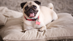Holanda busca acabar con la cría de razas como el bulldog francés y pug