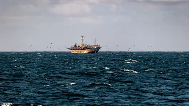 Estudio internacional sobre impacto de pesca ilegal del calamar enciende alertas en Chile: Emplazan a autoridades por medidas