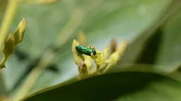 Descubren que plantaciones de paltos que están al lado de bosques nativos producen más: El secreto son los insectos