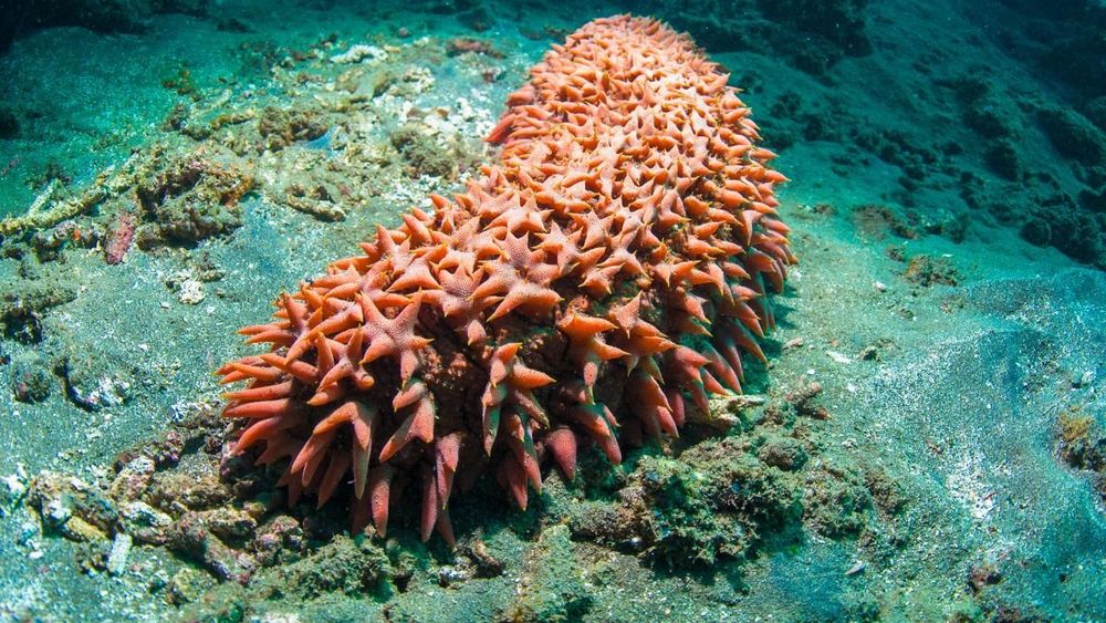 Vísceras de pepino de mar poseen valiosas propiedades: Estudio indaga en tratamiento alternativo para cáncer colorrectal