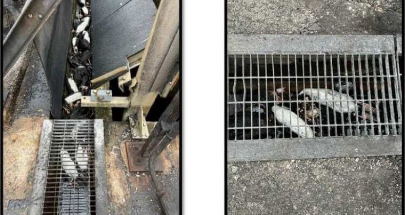 Aves atrapadas en termoelectrica.jpg