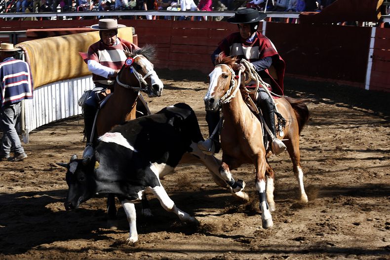 veterinarios advierten sobre carrera de vacas e insisten en fin de rodeo y competiciones de perros.jpg