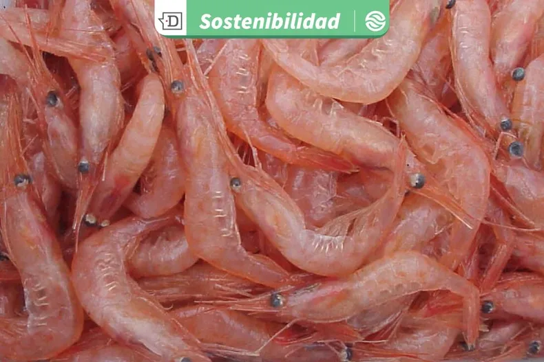 28385 diseno sin titulo 2026 01 07t112604.webp