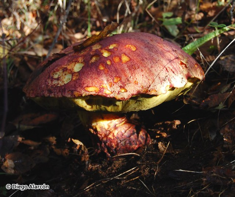 Hongo Butyriboletus loyo (loyo).&nbsp;Diego Alarcón.&nbsp;
