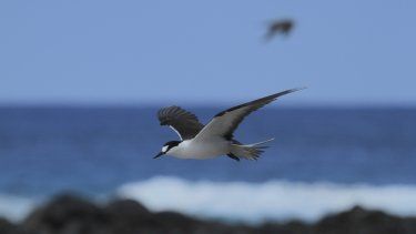 Manutara en Rapa Nui. Foto: Sebastián Yancovic, Manu Project.&nbsp;