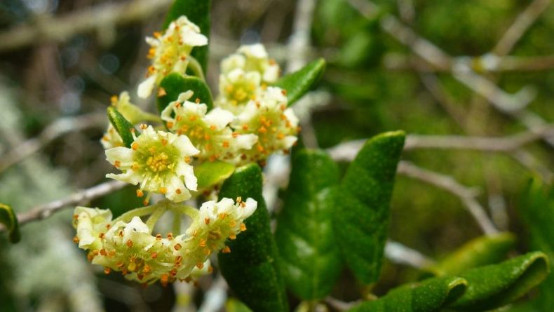 Flor del bosque esclerofilo. e1693675000410.jpg