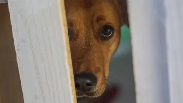 Encuesta ciudadana Ley Cholito: Cómo participar para fortalecer normativa y hasta cuándo hay plazo