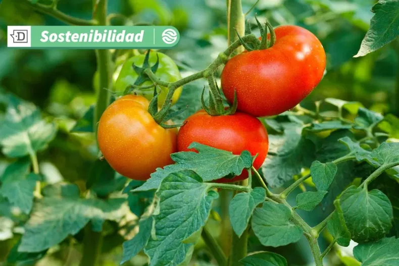 17642 diseno sin titulo 2025 06 18t102708.webp