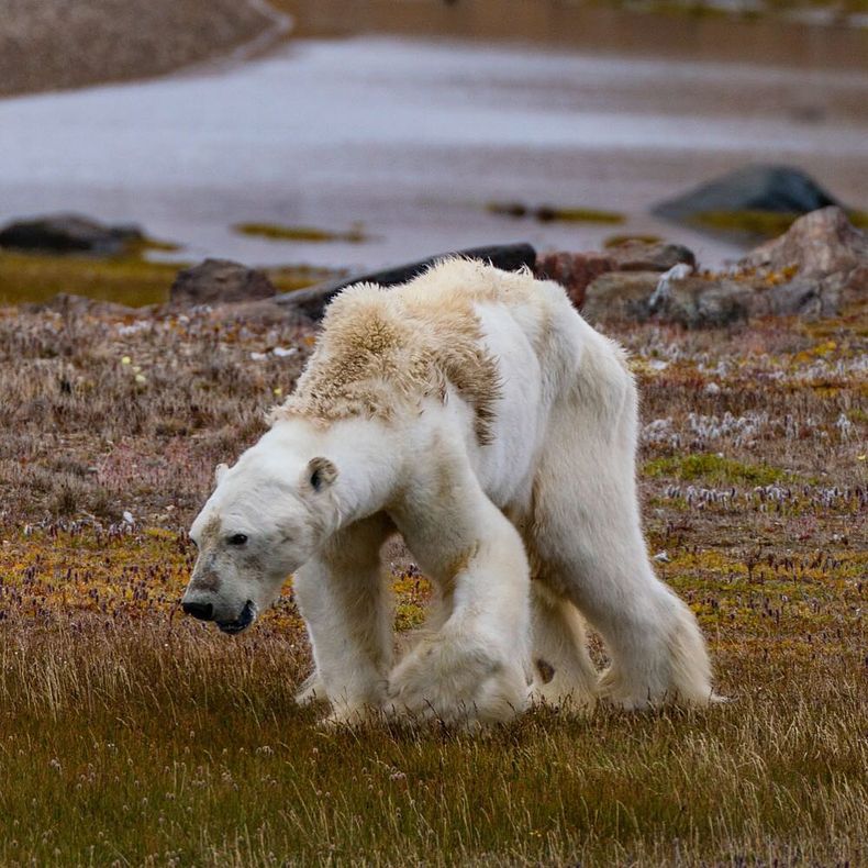 Foto oso polar moribundo.jpg