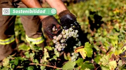 7, 8 y 9 de marzo en Colchagua: Fiesta de la Vendimia y charla sobre desafíos y oportunidades en cambio climático