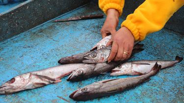 Pymes pesqueras respaldan a artesanales: Apoyan aumento de fraccionamiento de 7 especies