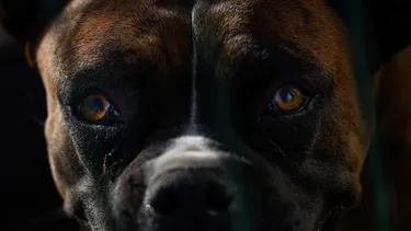 El Desconcierto | mujer fue mordida por perros en domicilio de su empleador suprema confirma que el dueno debera pagarle 15 millones.webp