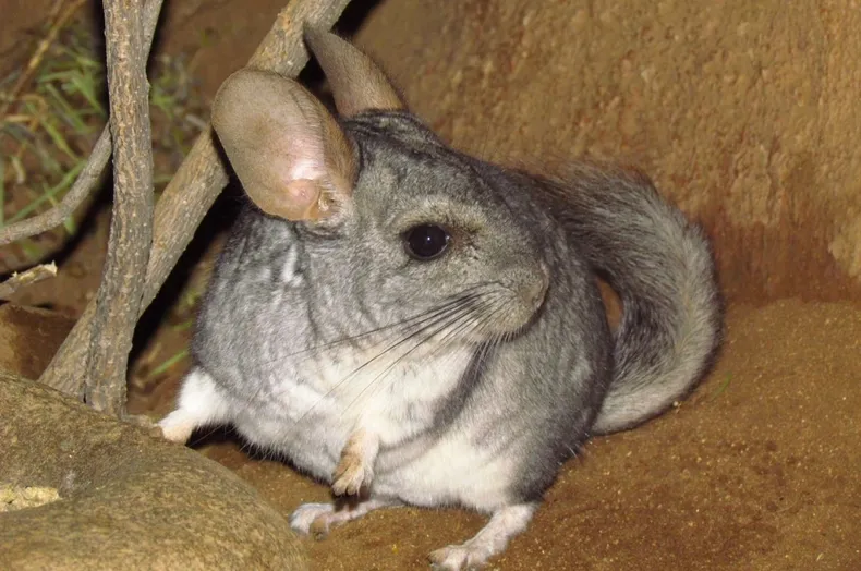 28139 chinchilla chilena imagen de conaf.webp
