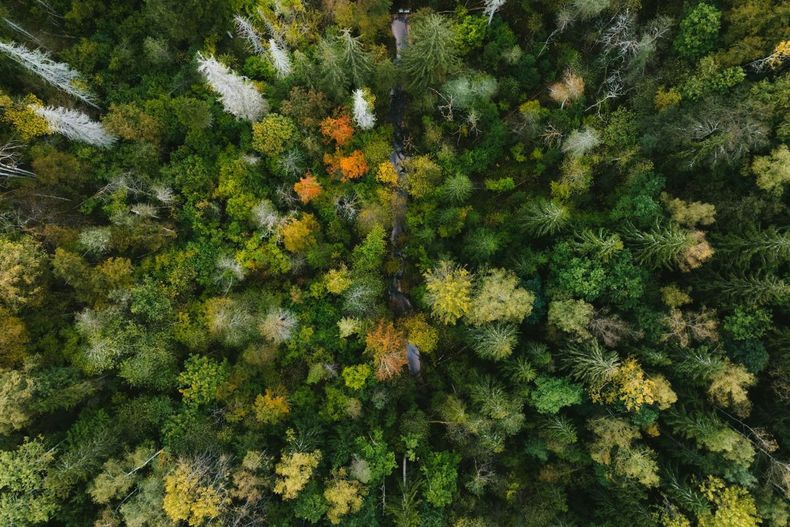 La nueva Guía de Greenshouting es gratuita y busca que empresas comuniquen sus avances ambientales con evidencia y sostenibilidad, evitando el greenwashing.