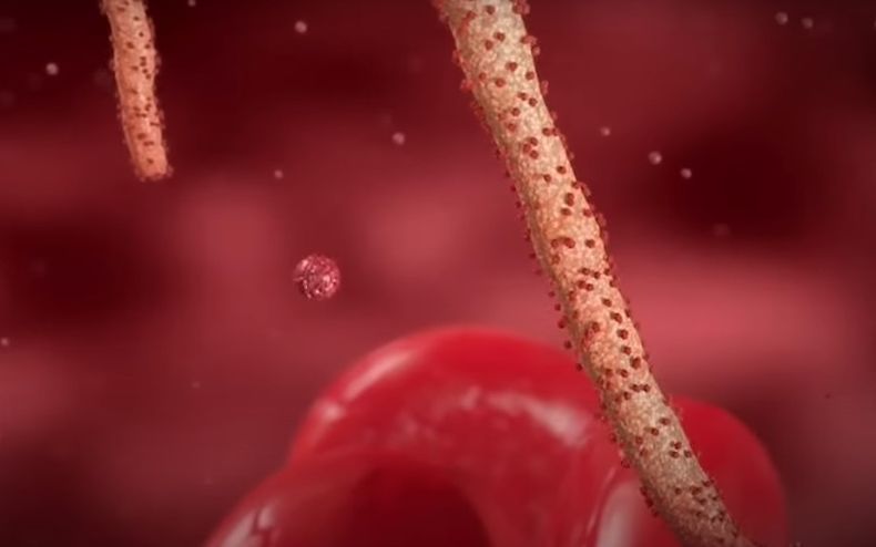 Virus de Marburgo.jpg