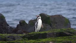 Isla Pájaro Uno libre de ratas: El exitoso proyecto que logró su erradicación