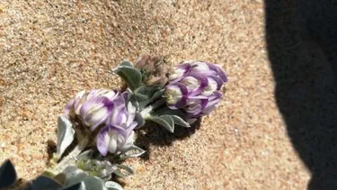 vecinos del tabo alertan por cambio de plan regulador que abriria camino en dunas con flor unica en el mundo