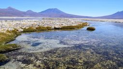 Salar de Ascotán bajo investigación por daño ambiental a especies únicas / Foto: Universidad De Chile Salar de Ascotán bajo investigación por daño ambiental a especies únicas / Foto: Universidad De Chile