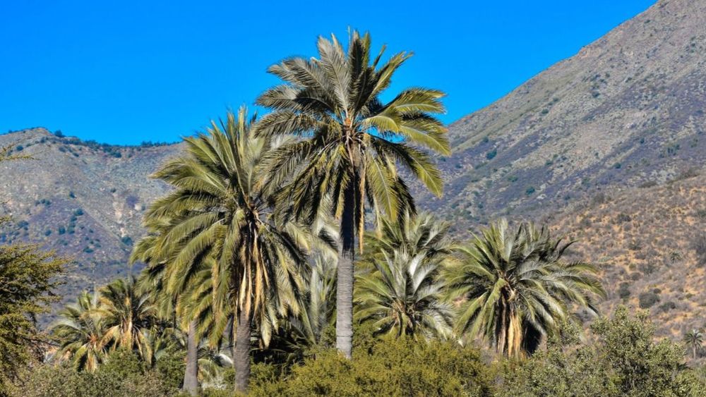 Parque Nacional La Campana / Conaf