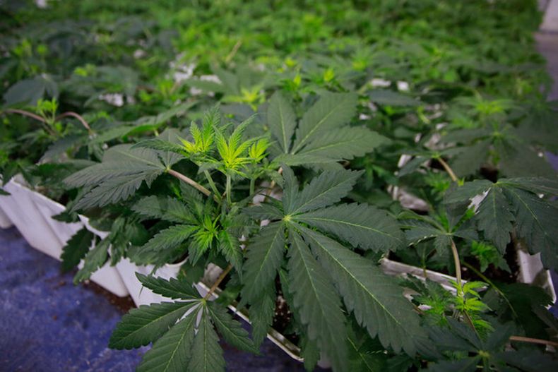 Hoja de Cannabis Agencia Uno.jpeg