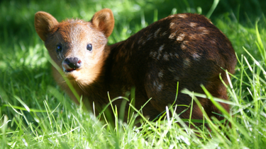 El Desconcierto | Pudu.png