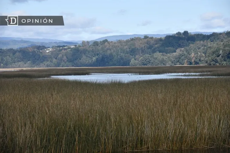 29746 humedal de valdivia.webp