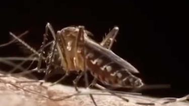 Mosquito del dengue: Senapred decreta Alerta Amarilla en Provincia de Los Andes