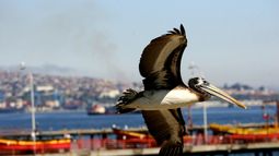 Influenza aviar en Chile: ¿Cuáles son sus síntomas y qué recomendaciones se deben seguir?
