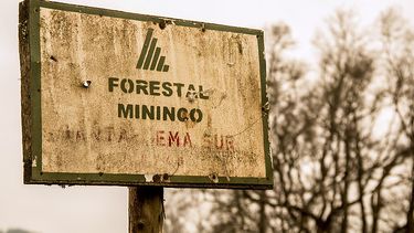 El Desconcierto | forestal.jpg
