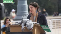Pingüino de Humboldt entra en peligro de extinción y ministra Rojas llama a cuidar su hábitat, hoy en disputa por Dominga
