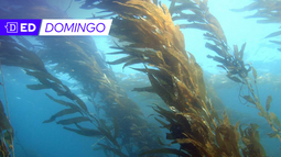 Científicos y pescadores reforestan los mares del norte de Chile donde avanza el “desierto