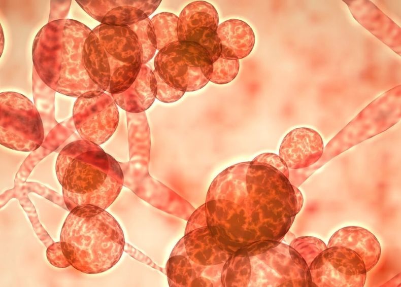Candidiasis nota.jpg