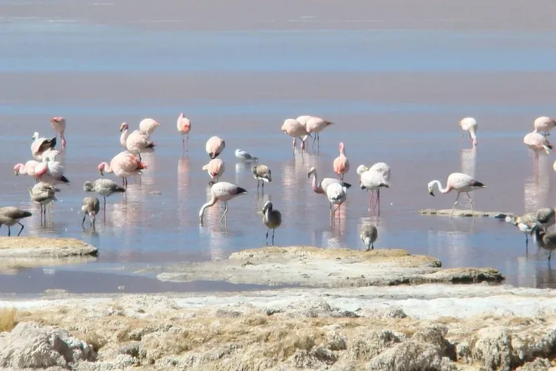30799 parque nacional salar del huasco.webp