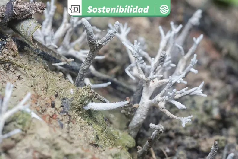 20649 diseno sin titulo 2025 08 11t153421.webp