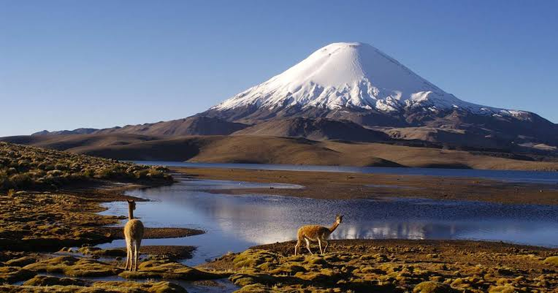 La CGR detectó deficiencias en la administración del Parque Nacional Lauca. Créditos: Conaf.&nbsp;