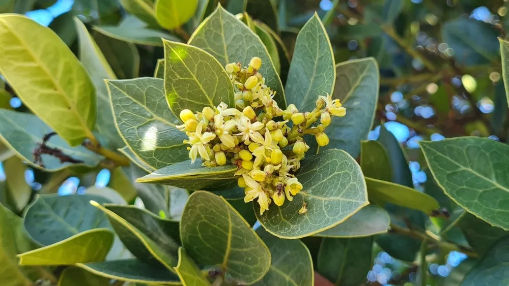 Sus frutos alimentan a la fauna y es de alto valor ornamental: El rol del naranjillo en el ojo de la polémica por dichos de Kast
