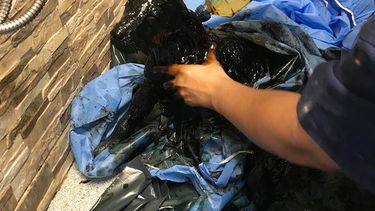 Nuevo caso de maltrato animal: Tres cachorros fueron arrojados en alquitrán y abandonados en las afueras de Antofagasta
