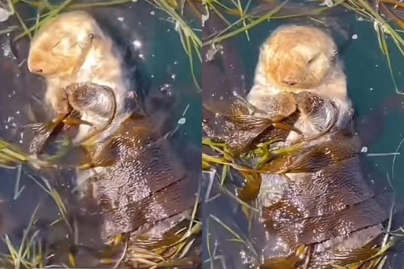 video una tierna forma de dormir la siesta nutria se ancla con algas para descansar e1697575818216.jpeg