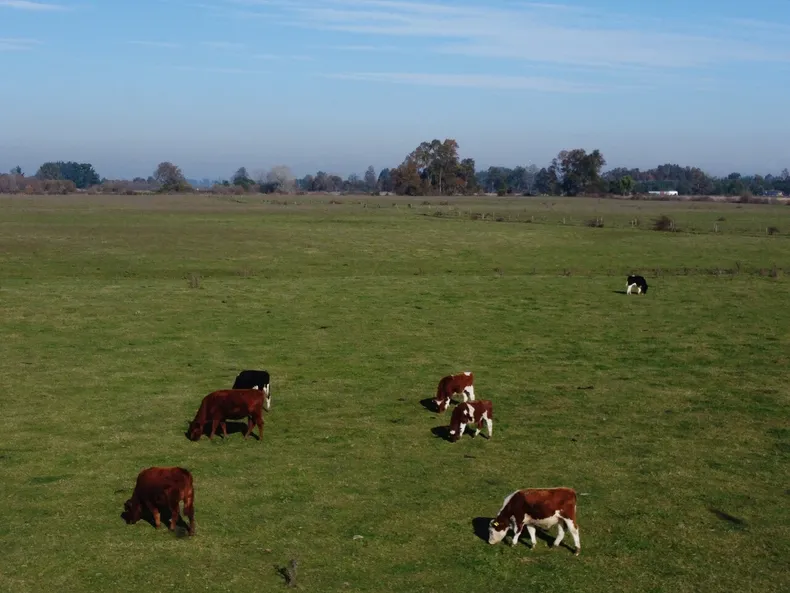 propietario cerro fundo a ganadero arrendatario y le expulso rebano de 100 vacas suprema ordeno devolver terreno y ganado.webp