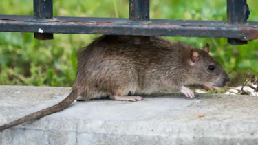 Rat Pack: El escuadrón de élite de activistas dedicados a luchar contra las ratas en Nueva York