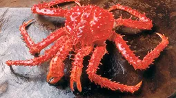 Colusión de la centolla en Magallanes: FNE denuncia a 7 empresas y subsecretario de Pesca dice que es golpe a la pesca artesanal