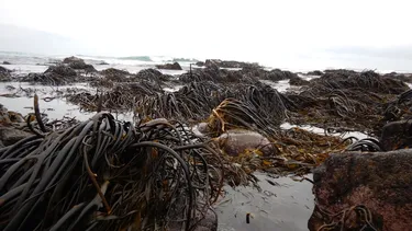 Detectan que 60% de los bosques submarinos de Chile y Perú arriesgan desaparecer a 2050