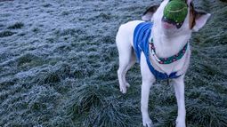 Tras crimen de perro justicia boliviana emite la primera sentencia por biocidio