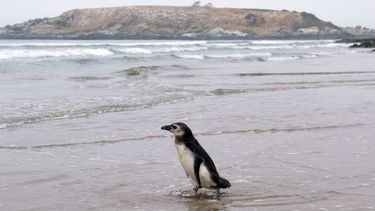 Coquimbo y Atacama firman convenio para proteger el Archipiélago de Humboldt