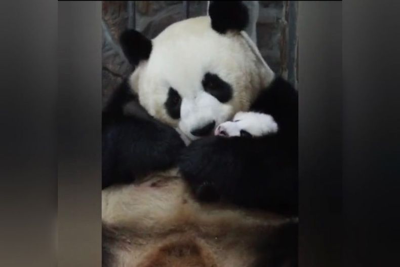 video emotivo reencuentro entre panda bebe y su mama abrazos y mimos sacaron aplausos e1695228825919.jpeg