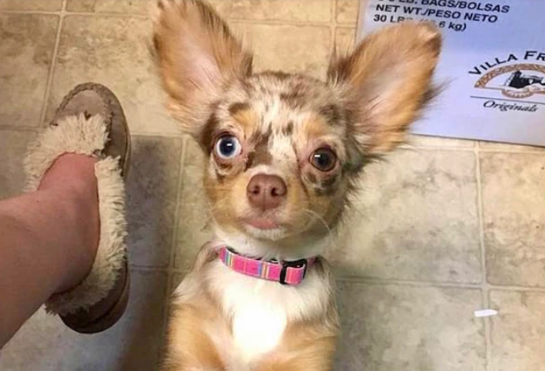 perrito florida 1.png