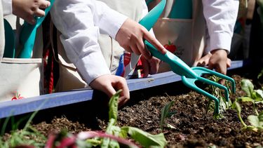 Las verduras para plantar en otoño - Agencia Uno
