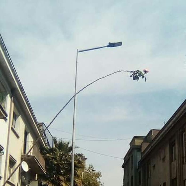 rosa 2.jpg
