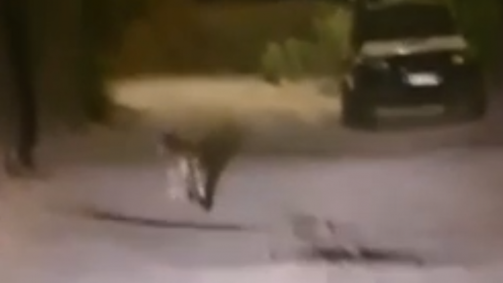 VIDEO| Se registra un nuevo avistamiento de un puma en San Pedro de Atacama